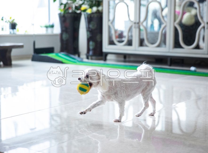 강아지,개,애완견,반려동물,애완동물,애완강아지,애완개,동물,짐승,푸들강아지,푸들,흰강아지,흰개,puppy,god,petdag,pet,pets,animal,poodle,poodlepuppy,공,ball,하얀강아지,하얀개,whitepuppy,whitedog