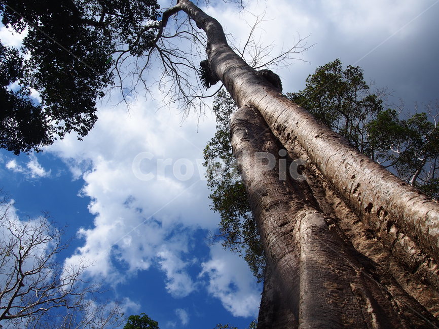 tree,나무,plant,식물,treetrunk,나무줄기,캄보디아,앙코르와트,앙코르왓