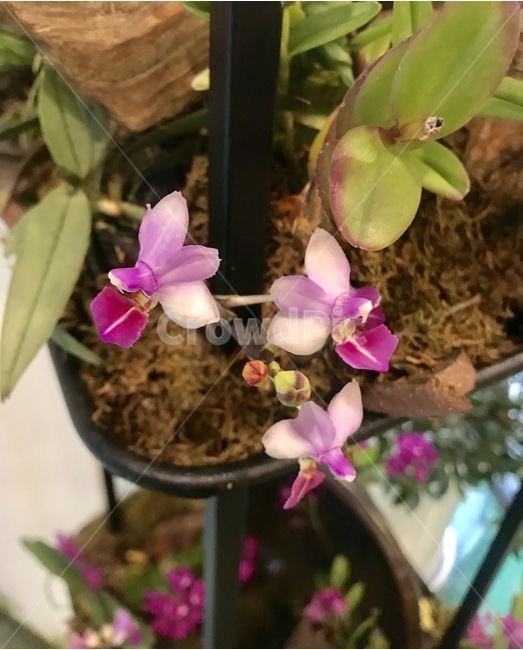 flower,플라워,꽃,자연,식물,식물,자연,plants,nature,꽃,flower
