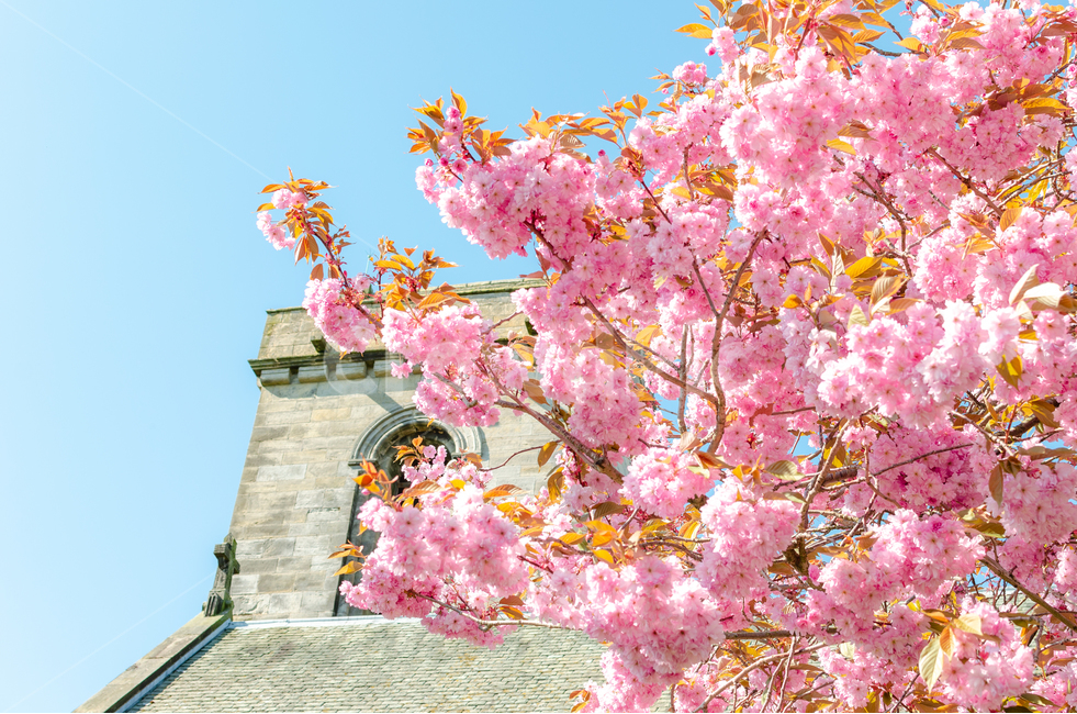 봄,꽃,봄꽃,flower,spring,봄,계절,spring,season,식물,자연,plants,nature,꽃,flower,건축물,건물외관,exterior,building,structure,architecture,construction,plant