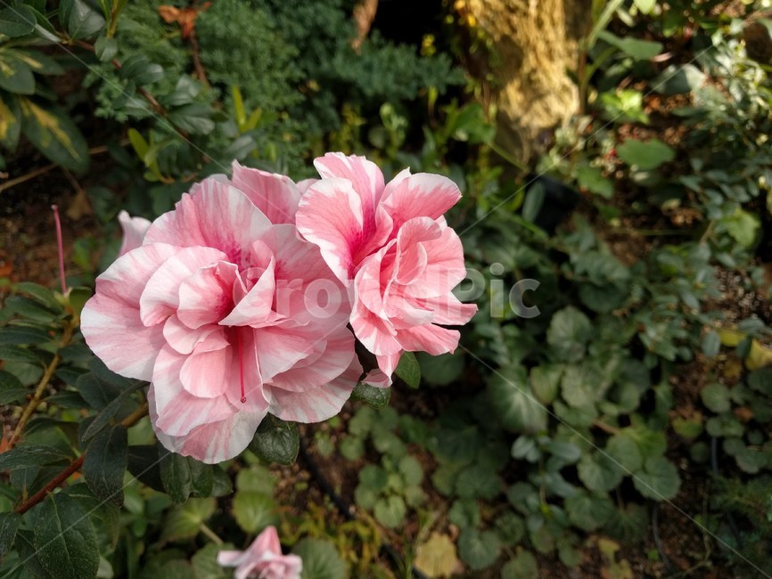 꽃,flower,핑크,pink,한송이