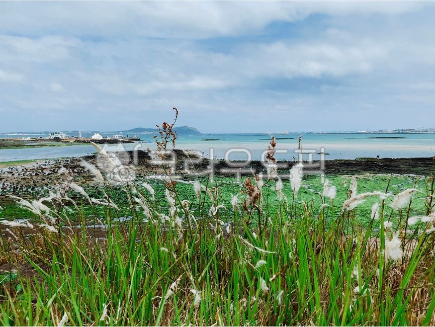 ocean,Reed,Jeju,sea road,Olle trail
