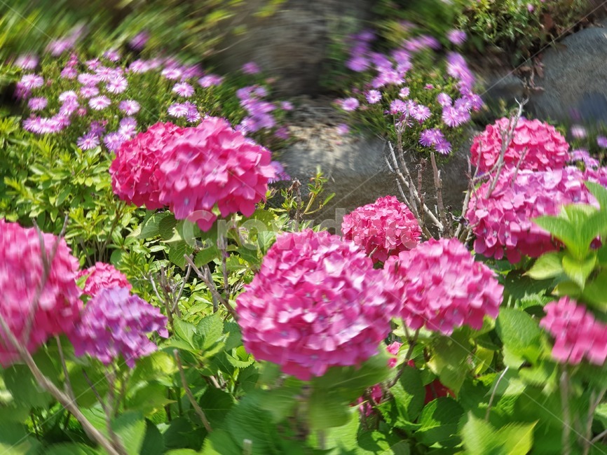 식물,flower,꽃,수국,여름꽃