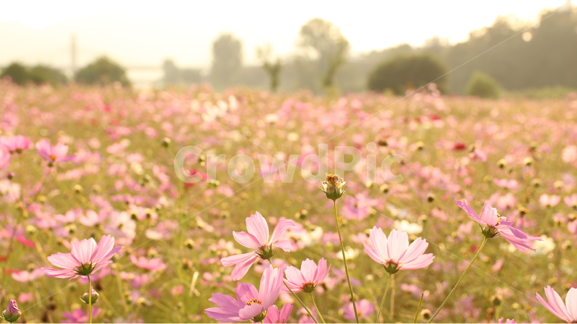 코스모스,cosmos,꽃,flower,분홍색,분홍,흰색,화이트,핑크,pink,white,color,코스모스꽃,예쁜,pretty,beautiful,아름다운,한해살이풀,꽃밭,flowergarden,가을,autumn,fall,가을,계절,fall,autumn,season,식물,자연,plants,nature,꽃,flower,field,들,outdoors,옥외