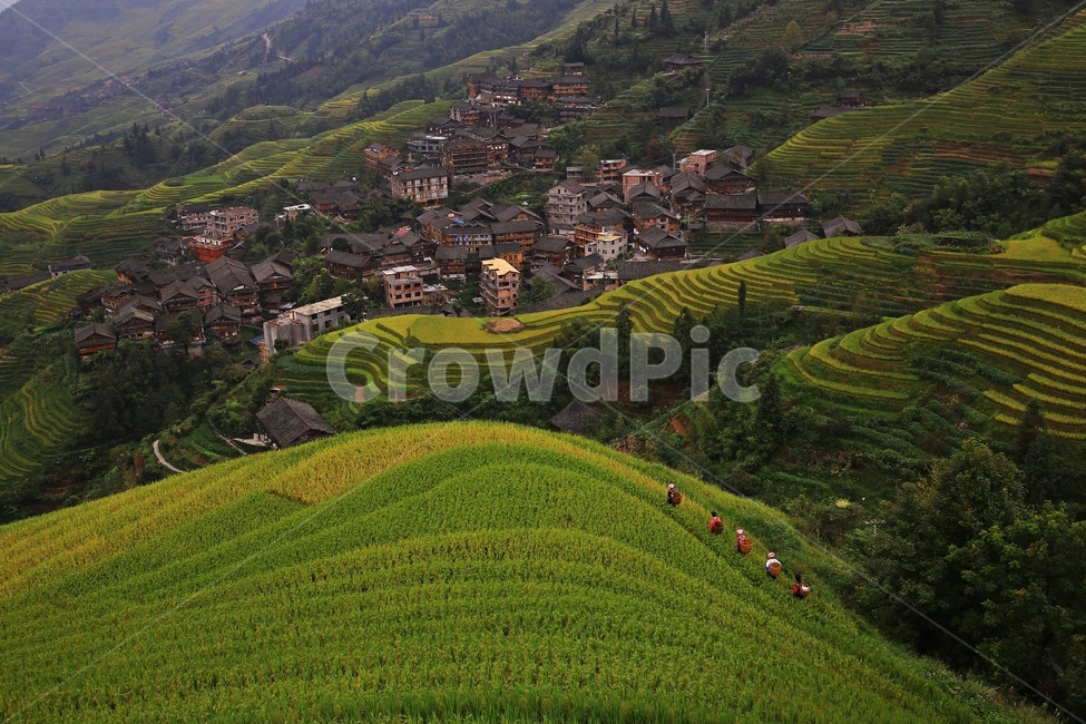 nature,자연,outdoors,옥외,scenery,풍경,landscape,경치,slope,경사,mountain,산,mountainrange,산맥,중국,계림,용척,용척제전,다랭이논,용척다랭이논,농업,농사,경작,농경지,집,가옥,사람,인간,원주민