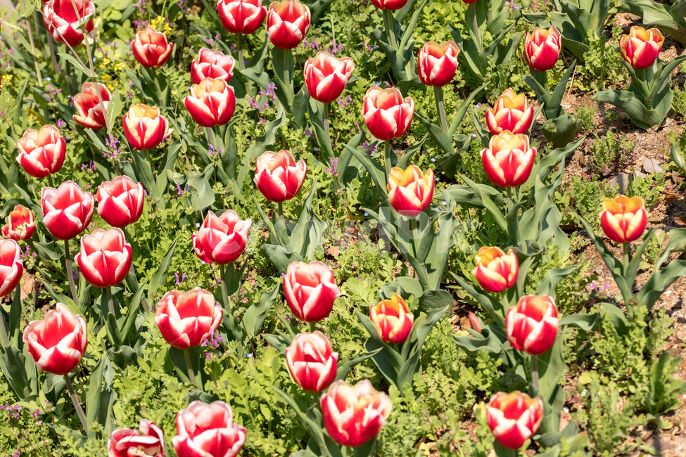 꽃,봄,봄꽃,식물,야외,3월,튤립,화초,식물,자연,plants,nature,꽃,flower