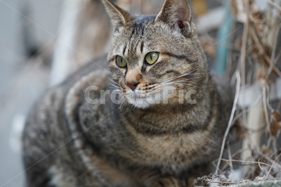 고양이,길고양이,cat,pet,길냥이,뱅갈고양이,애완동물,animal,사냥감,포착,응시,동물,animal,포유류,mammal,고양이,cat,kitten,kitty