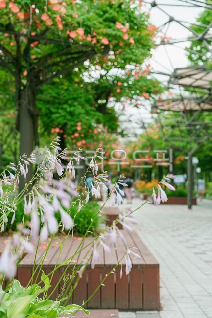 여름꽃,능소화,금등화,벤치,공원,나무,보도블럭,초록,주황,연보라