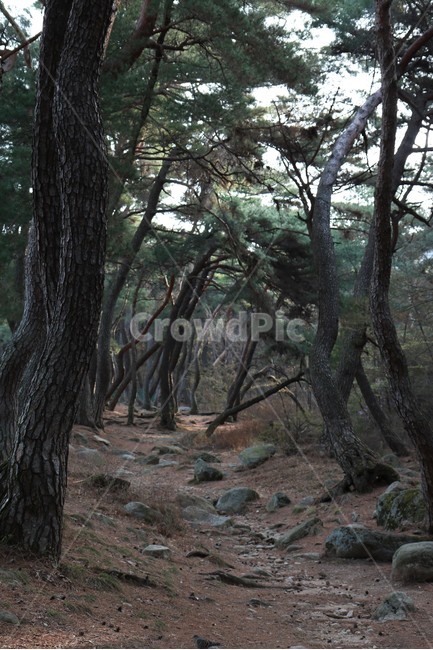 경주삼릉,나무,삼릉숲,푸름,tree,소나무,식물,자연,plants,nature,나무,trees,wood