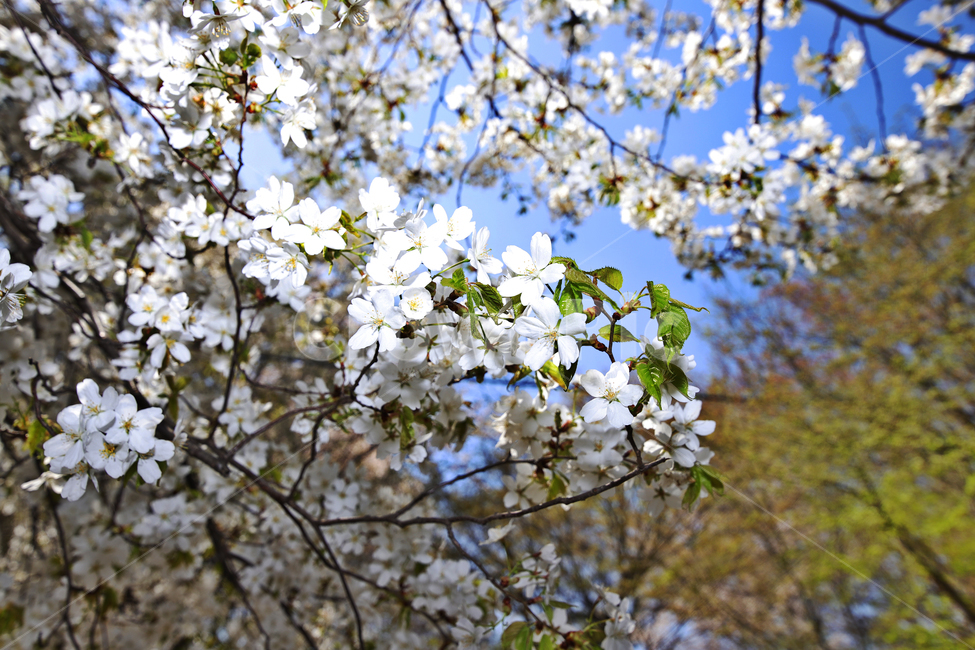 벚꽃,공원,축제,감성사진,하늘,봄,계절,spring,season,식물,자연,plants,nature,꽃,flower,plant,blossom