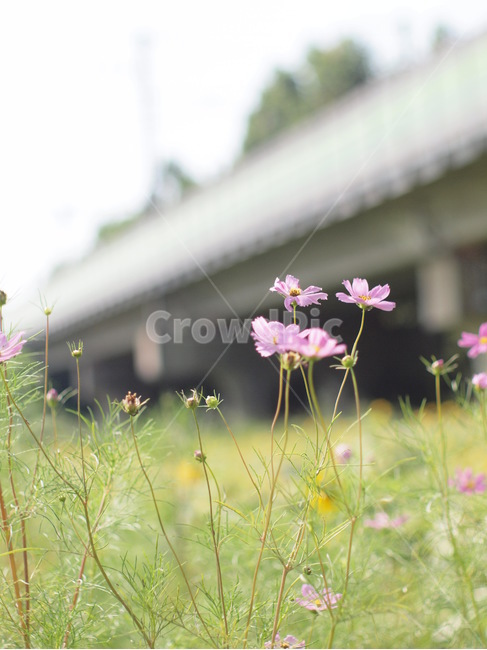 코스모스,가을,하늘,식물,꽃,plant,flower,blossom,식물,자연,plants,nature,꽃,flower