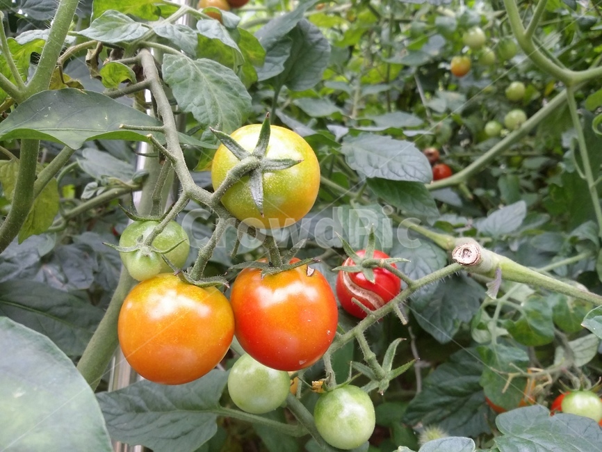 food,음식,식물,자연,방울토마토,식물,자연,plants,nature