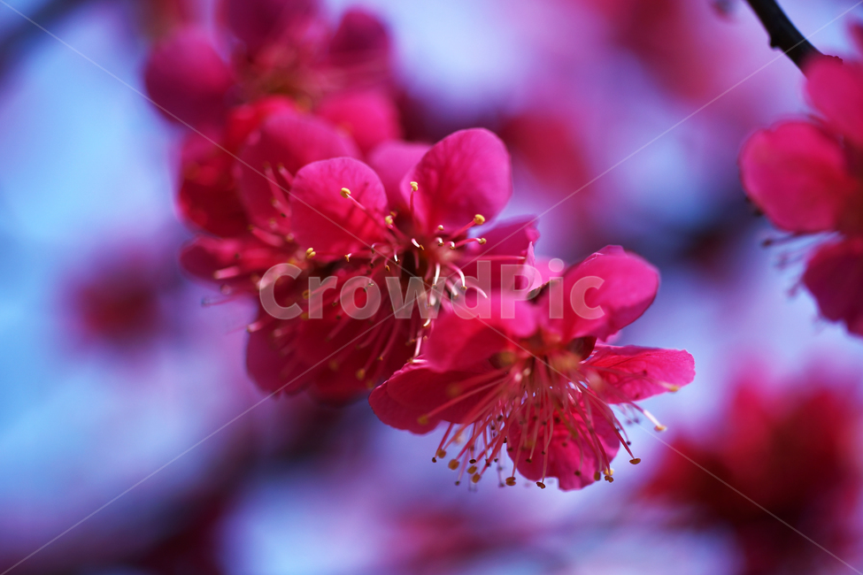 홍매화,매화,홍매,꽃,봄,계절,붉은빛매화,식물,자연,plants,nature,꽃,flower