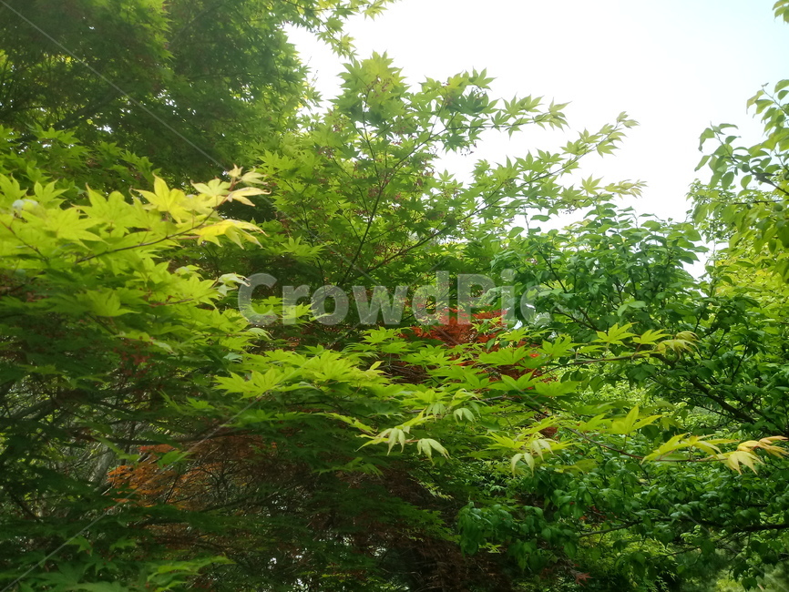 단풍나무,식물,자연,maple,낙엽활엽관목