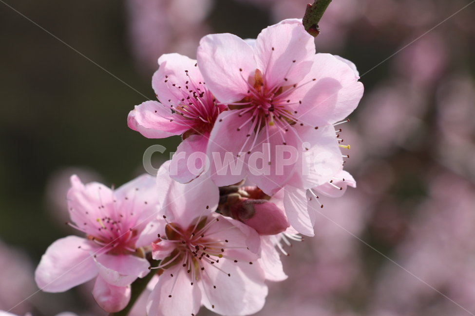 복사꽃,복숭아꽃,도화,꽃,복숭아,식물,자연,plants,nature,꽃,flower