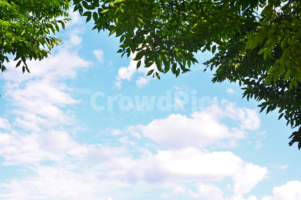 하늘,구름,나뭇잎,그린,싱그러운,초록,환경,leaves,sky,cloudy,뭉게구름,배경,바탕,백그라운드,background,자연,풍경,nature,landscape,tree,나무,plant,식물,vegetation,초목