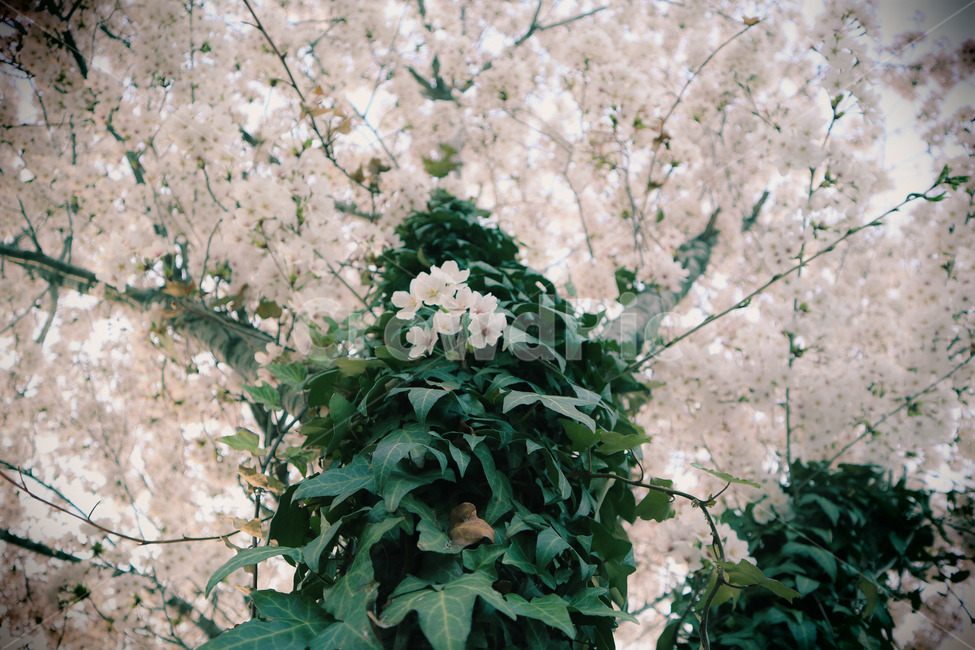 봄,벛꽃,나무,꽃,일상,풍경,감성,봄,계절,spring,season,식물,자연,plants,nature,꽃,flower,나무,trees,wood,plant,blossom,cherry blossom,벚꽃