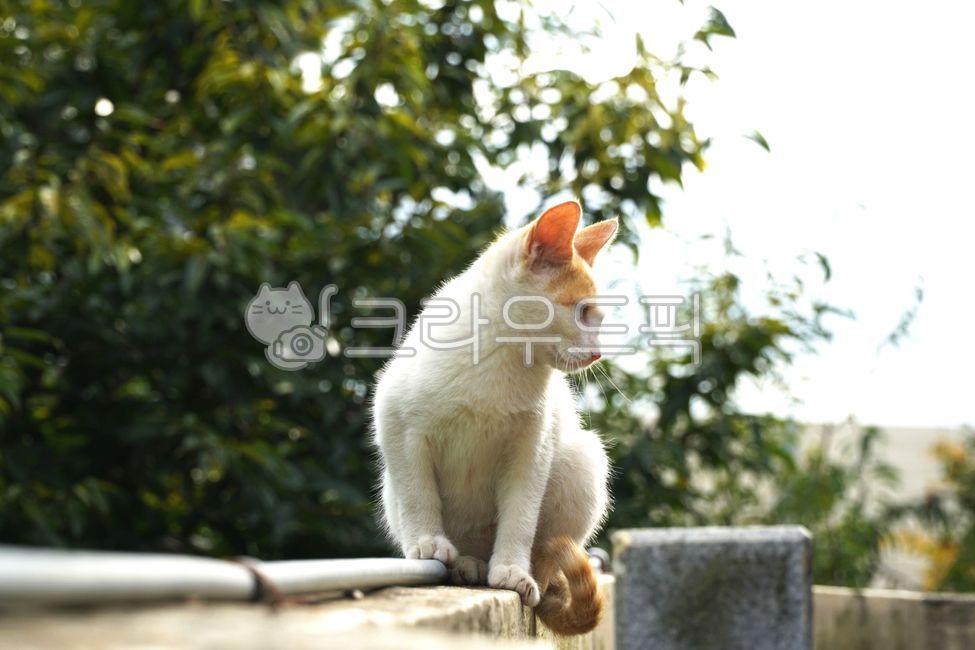 야생동물,담장위고양이,얼룩고양이,포유류,귀여운고양이