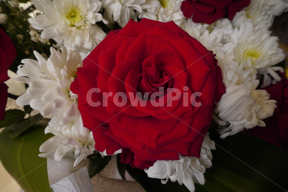 꽃,장미,로즈,아름다운,하얀꽃,plant,flower,blossom,rose,식물,자연,plants,nature,꽃,flower