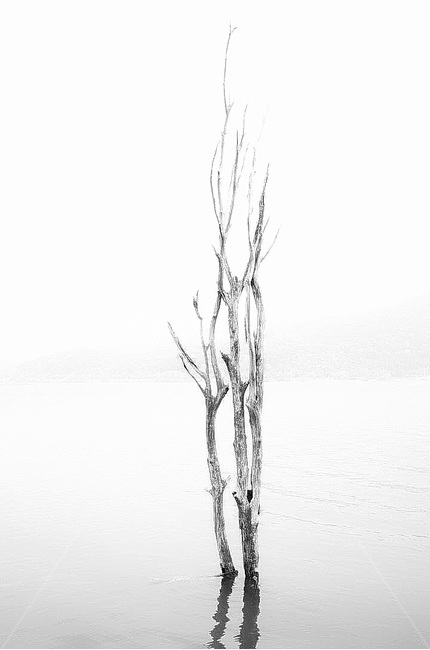 나무,왕따나무,흑백,물,비추다,식물,자연,plants,nature,흑백,모노톤,monochrome,black and white