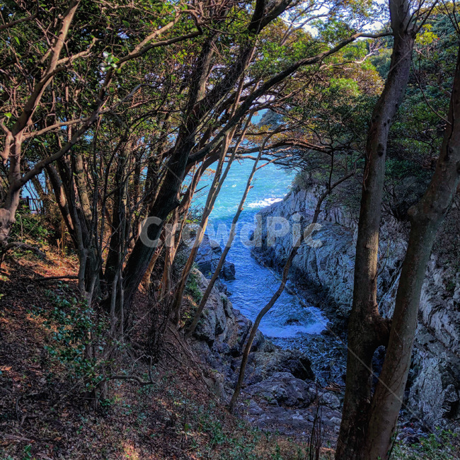 tree,나무,plant,식물,treetrunk,나무줄기,여수,바다