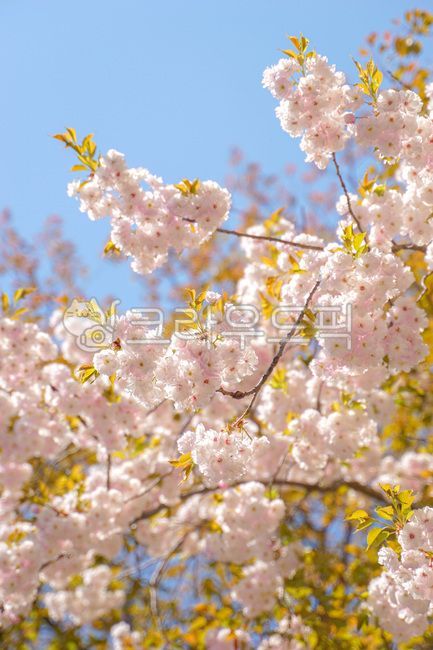 겹벚꽃,분홍빛,따뜻함,분홍색,꽃,플라워,flower,blossom,봄,springs,봄의향기,자연,nature,cherryblossom,계절,하늘,맑은,shine,햇살,햇빛,빛나다,빛,sky,감성,분위기,느낌,색감,색채,색깔,배경,컬러,mood,background,color,colorsense,colorsensitivity,sensible,feeling,feelingofcolor,야외,season,봄,계절,spring,season