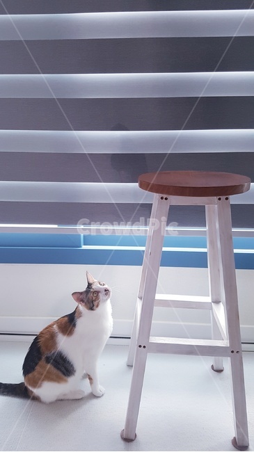 고양이,삼색이,귀여움,휴식,개냥이,애묘,반려묘,동물,animal,포유류,mammal,고양이,cat,kitten,kitty