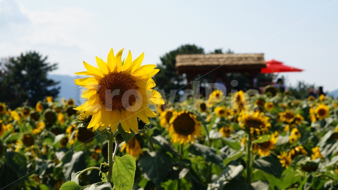 해바라기,해바라기축제,가을,꽃,식물,여름,계절,summer,season,식물,자연,plants,nature,꽃,flower,plant,blossom