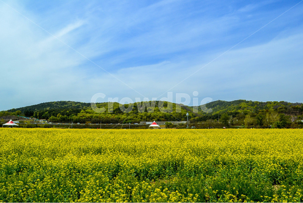 유채꽃,하중도,대구하중도,꽃밭,봄,노란꽃,개나리,들,봄,계절,spring,season,자연,풍경,nature,landscape,outdoors,옥외,grassland,목초지,field,farm,농장,rural,농촌