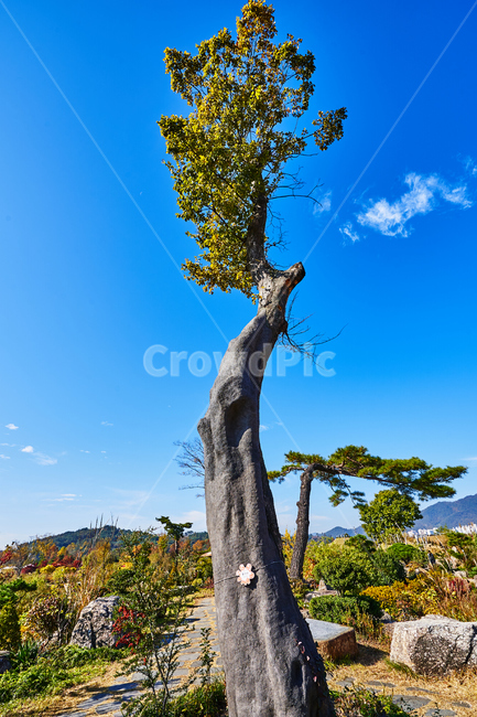 순천만국가정원,풍경,순천만정원,순천,나무,식물,자연,plants,nature,나무,trees,wood