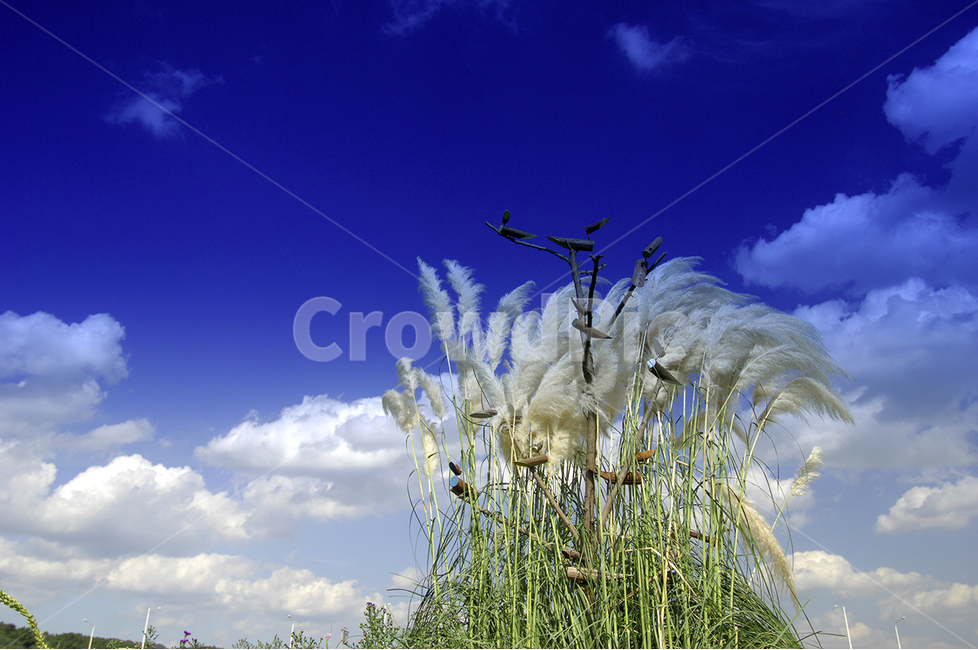 자연,억새,구름,솟대,갈대,가을,계절,fall,autumn,season,grass,잔디,plant,식물,lawn,reed