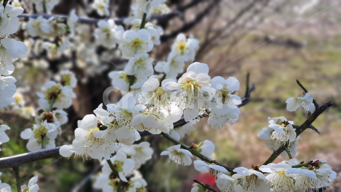 식물,plant,blossom,꽃,flower,겨울꽃,아름다운꽃,흰색,맑은,꽃봉우리,식물,자연,plants,nature,꽃,flower