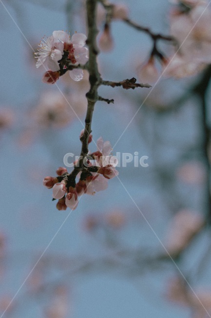 벚꽂,봄,벚꽂나무,배경화면,4월달,감성,꽃,필름카메라,봄느낌,푸른색,핑크,봄,계절,spring,season