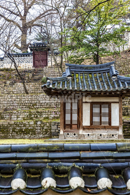창덕궁,고궁,궁궐,봄,문화유산,기와담장,전통담장,고목,전통건축물,정원,옥외,나무,tree,식물,한국전통,한국문화,korean traditional,korean culture,건축물,건물외관,exterior,building,structure,architecture,construction