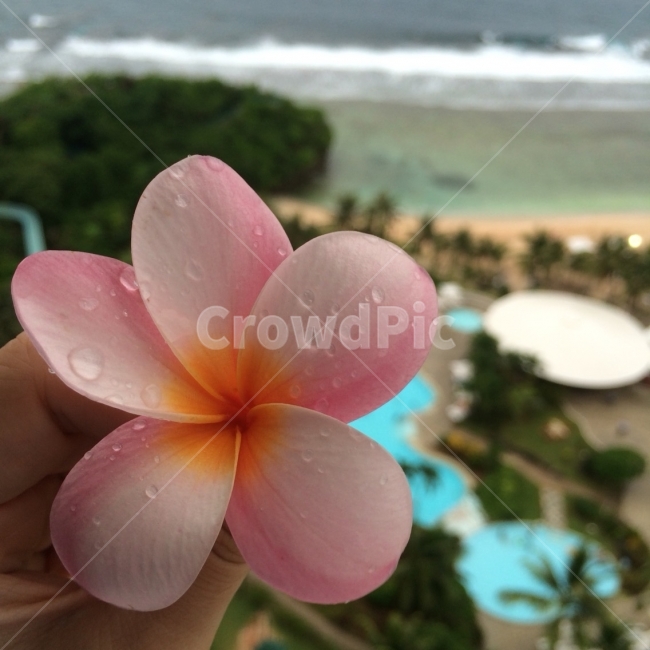 괌,휴양지,플루메리아,여름휴가,하와이꽃,플루메리아꽃,여름휴양지,식물,자연,plants,nature,꽃,flower