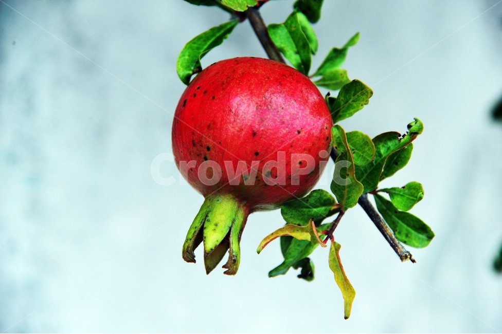 pomegranate,석류,열매,나무,과일,가을,수확,석류나무,석류열매,에스트로겐,하늘,미녀,새콤달콤,빨간색,붉은색,식물,자연,plants,nature,fruit,과일,열매,fruit