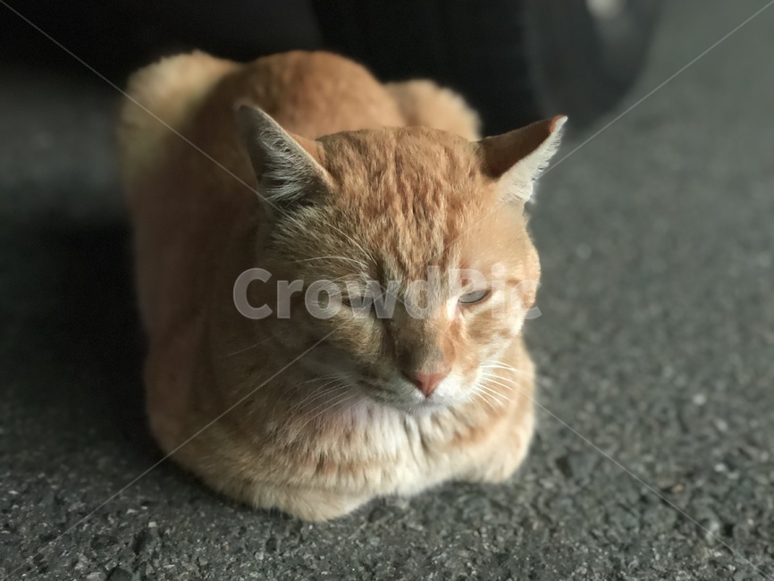 고양이,길양이,야옹이,졸고있는고양이,얌전한고양이