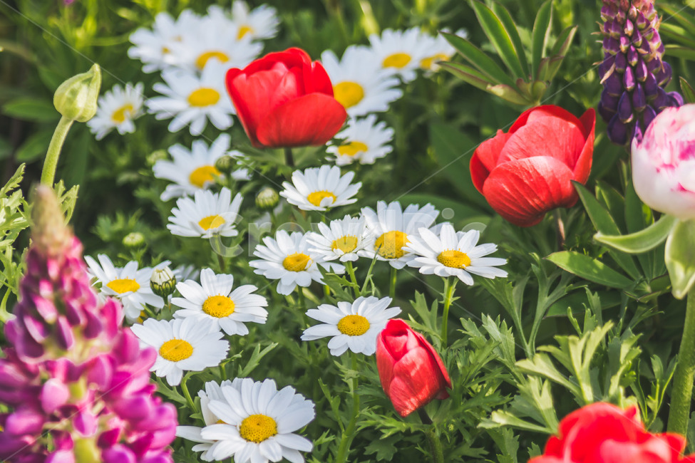 plant,식물,flower,blossom,꽃잎,식물,자연,plants,nature,꽃,flower