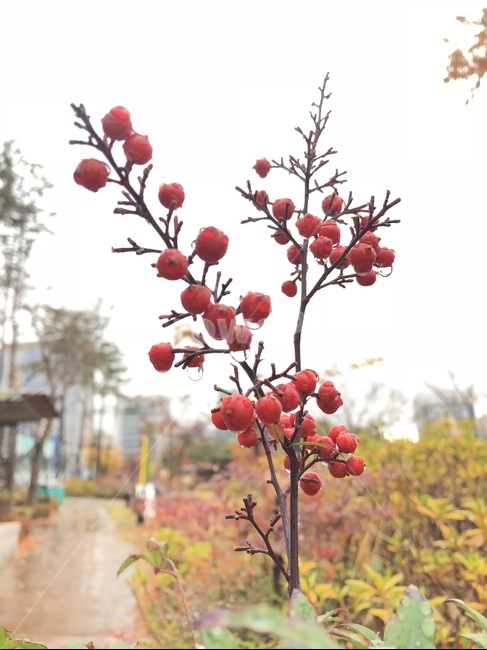 열매,나무,비오는날,공원,장마,흐린날,우울한,고요한,조용한