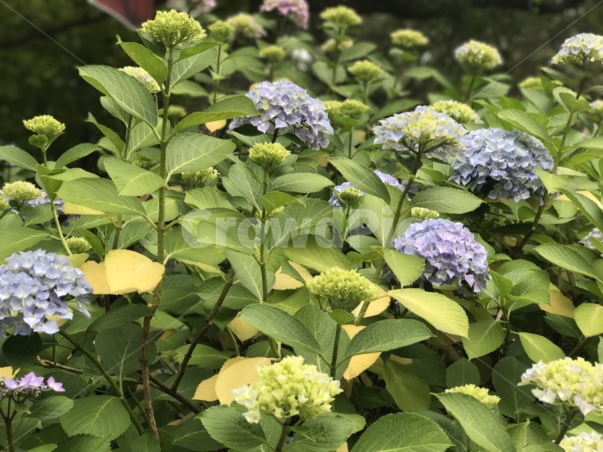 꽃,수국,자연,풍경,flower,nature