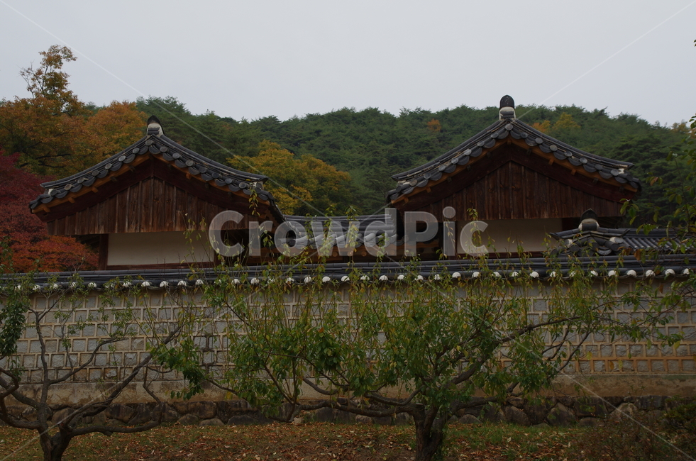 도산서원,단풍,안동,경북안동,담벼락,가을,계절,fall,autumn,season,한국전통,한국문화,korean traditional,korean culture,건축물,건물외관,exterior,building,structure,architecture,construction,nature,자연,outdoors,옥외,건물,rural,농촌,hut,오두막
