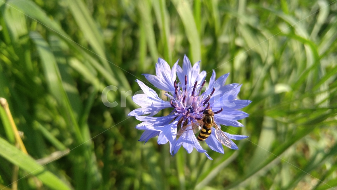 수레국화,벌,꽃,자주색,식물,녹색,배경,감성,계절,야외,flower,bee,purple,flant,green,background,emotional,season,outdoor