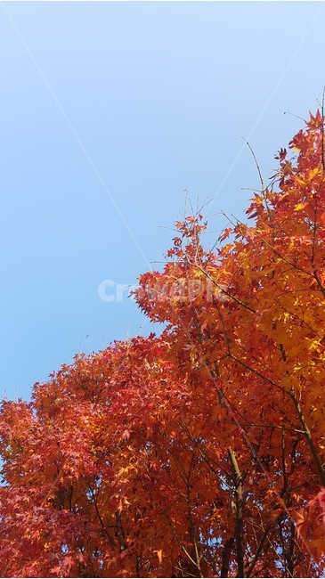 가을,단풍,자연,단풍나무,낙엽,maple,단풍잎,풍경,가을단풍,계절,landscape,fall,autumn,season,식물,plants,nature,trees,나무,가을,계절,fall,autumn,season,식물,자연,plants,nature,나무,trees,wood,leaf,잎,plant,tree