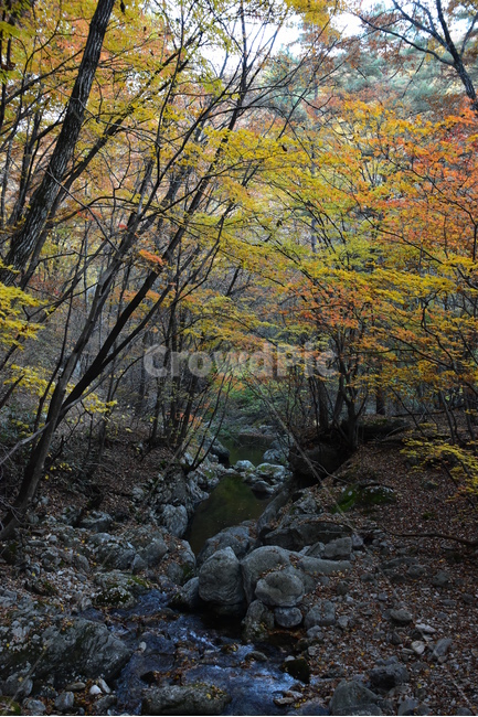 가을,단풍,울긋불긋,알록달록,형형색색,풍경,계절,시즌,아름다운,오색,치악산,부곡계곡,비경,감성,힐링,자연,가을,계절,fall,autumn,season,자연,풍경,nature,landscape,tree,나무,plant,식물