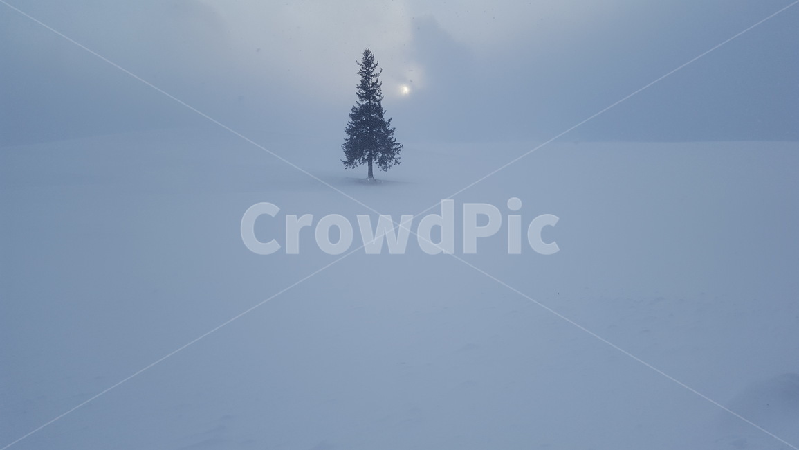 눈,일본,삿포로,설경,비에이,겨울,계절,winter,season