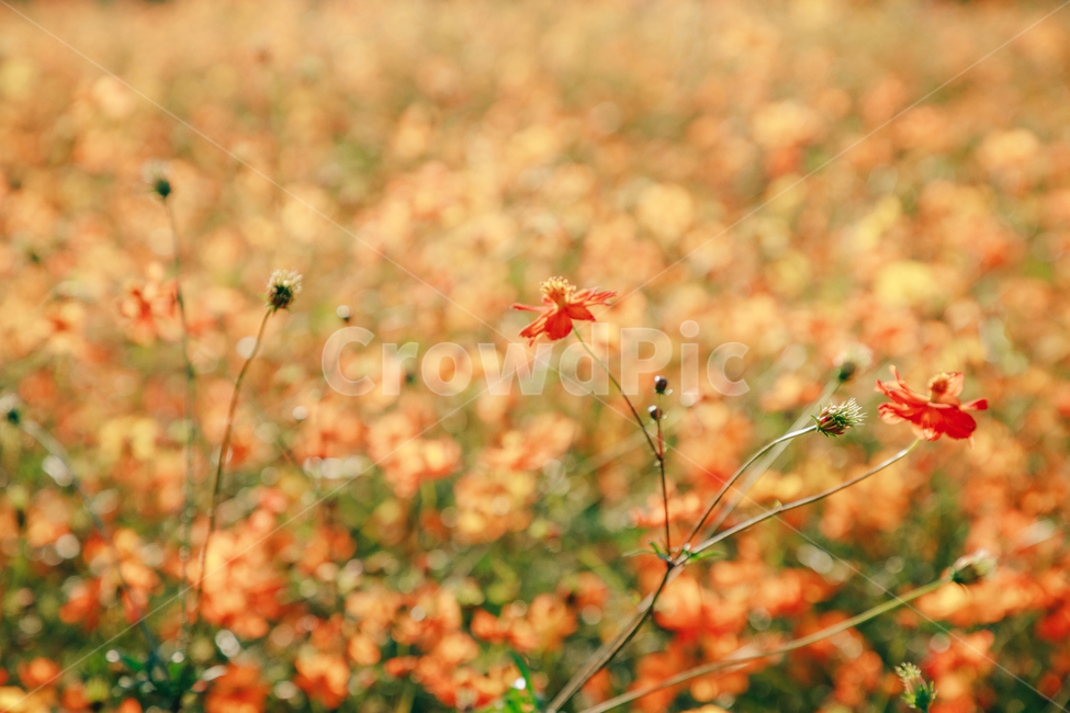 코스모스,꽃,자연,식물,가을,아름다운,commoncosmos,가을,계절,fall,autumn,season,식물,자연,plants,nature,꽃,flower,plant