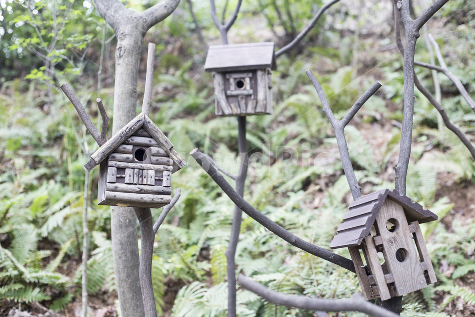 새집,공간,하우스,house,어울림,보금자리,안락함,감정,감성,이모션,emotion,feeling,숲,forest,조류,새,사물,물건,오브젝트,thing,object,matter