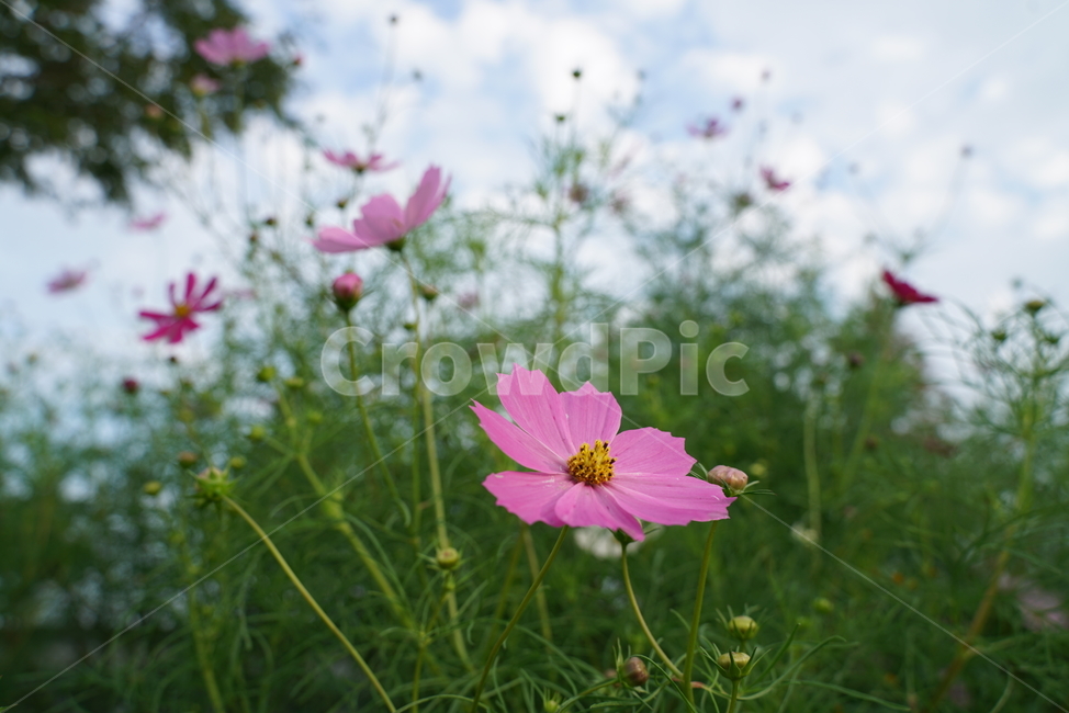 코스모스,cosmds,두상화,국화과,plant,식물,flower,꽃,식물,자연,plants,nature,꽃,flower