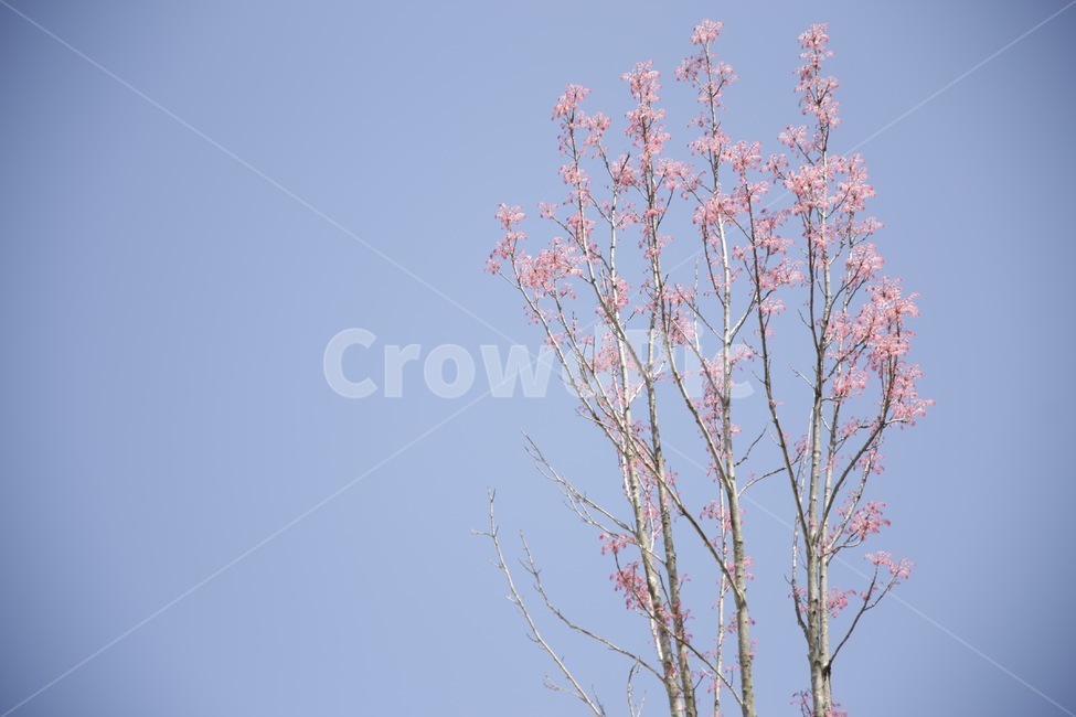 나무,꽃,plant,tree,식물,하늘,꽃핀나무,식물,자연,plants,nature,꽃,flower