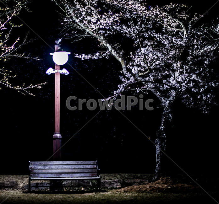 봄,벚꽃,꽃,가로등,벤치,night,봄,계절,spring,season,야경,밤,풍경,nightscape,night,landscape,furniture,가구,lamp post,램프 포스트